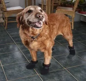 Ultra Paws Traction - Indoor Dog Boots Small Sizes (Pack of 4)